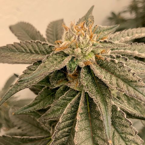 Runtz Buttonz mom-1 growlog timeline photo