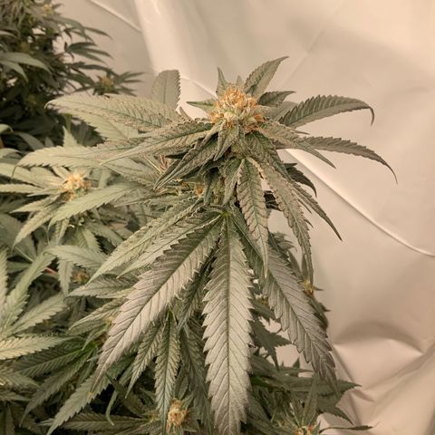 Runtz Buttonz mom-2 growlog timeline photo