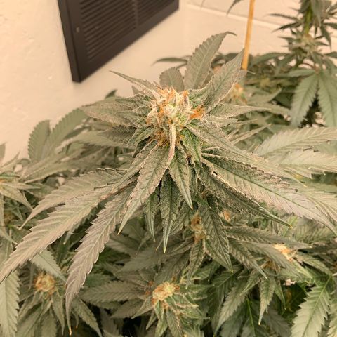 Runtz Buttonz mom-3 growlog timeline photo