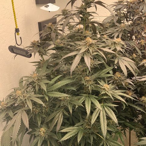 Runtz Buttonz mom-1 growlog timeline photo