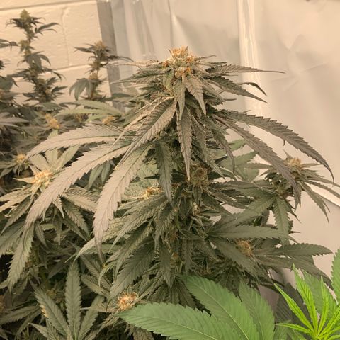 Runtz Buttonz mom-2 growlog timeline photo