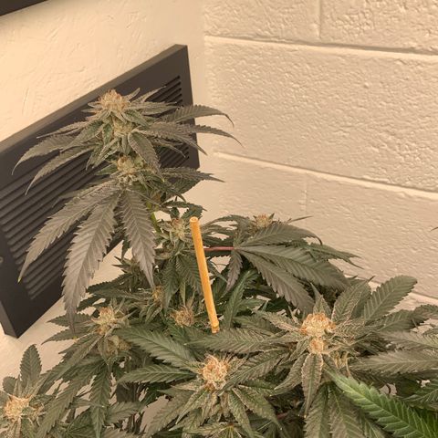 Runtz Buttonz mom-3 growlog timeline photo