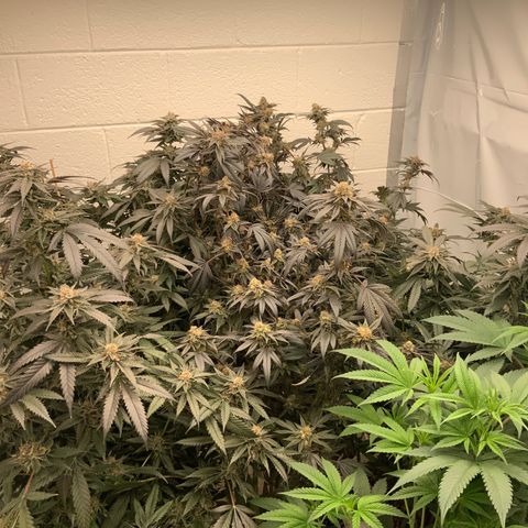 Runtz Buttonz mom-2 growlog photo: Day 50