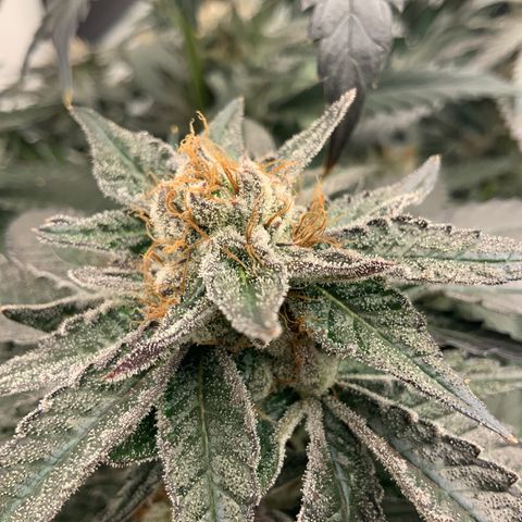 Runtz Buttonz mom-2 growlog photo: Rb2 