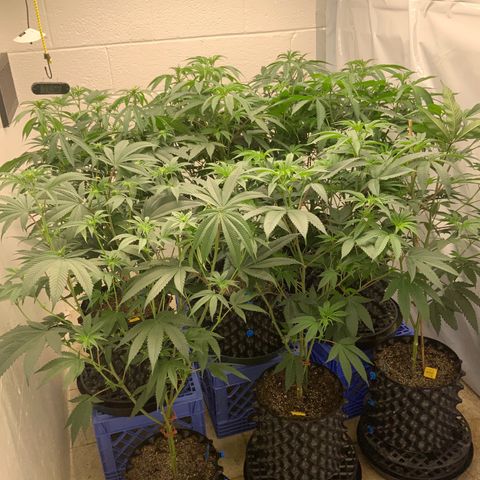 Runtz Buttonz mom-2 growlog photo: 9 plants, blue, yellow, purple…