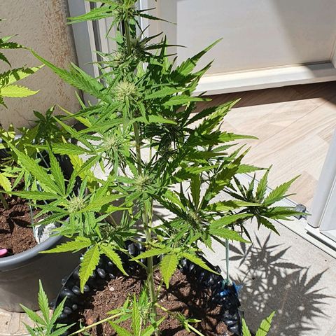 Purple Skunk Automatic growlog photo: Reste 3 semaines de floraison.