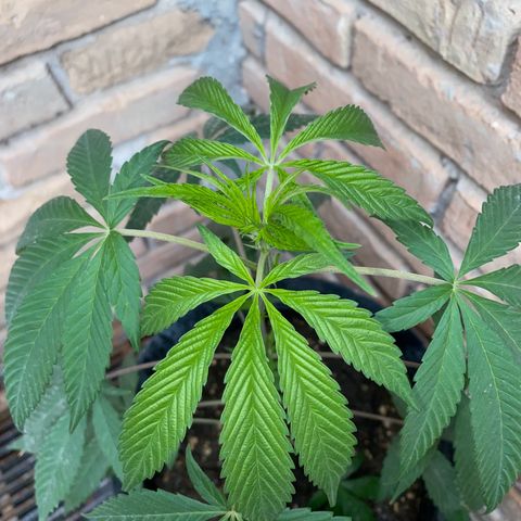 @trcgrower on instagram growlog timeline photo