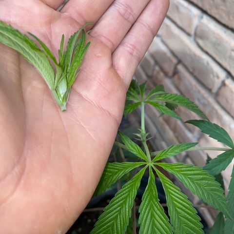 @trcgrower on instagram growlog photo: Apical
