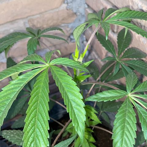 @trcgrower on instagram growlog timeline photo