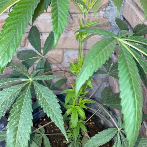 @trcgrower on instagram growlog timeline photo