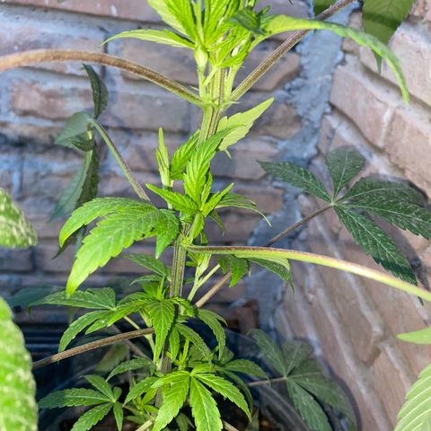 @trcgrower on instagram growlog timeline photo