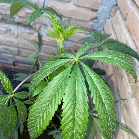 @trcgrower on instagram growlog timeline photo