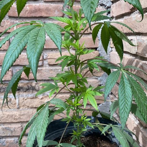 @trcgrower on instagram growlog photo: @trcgrower on instagram