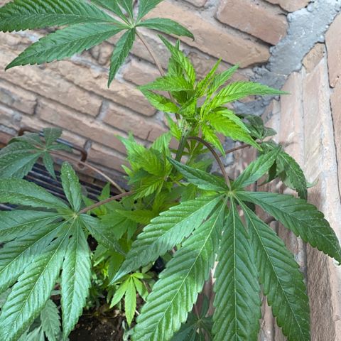 @trcgrower on instagram growlog photo: @trcgrower on instagram