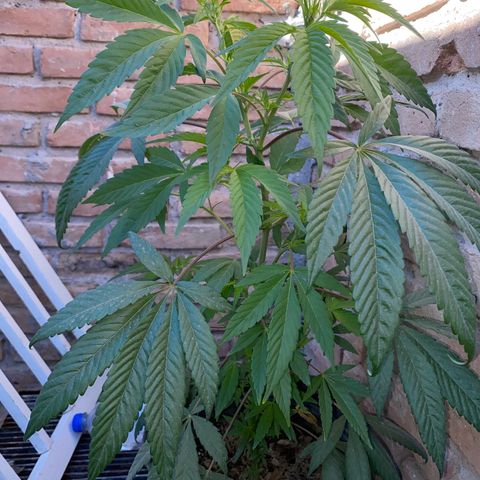 @trcgrower on instagram growlog timeline photo