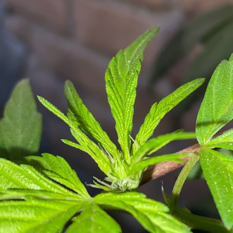 @trcgrower on instagram growlog timeline photo