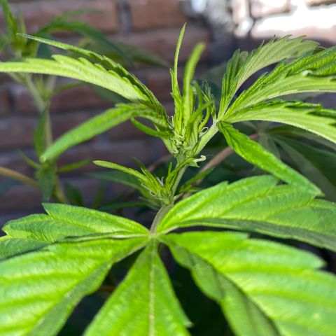 @trcgrower on instagram growlog timeline photo