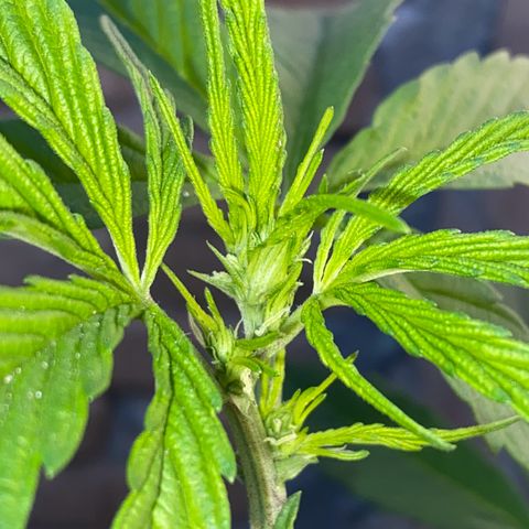 @trcgrower on instagram growlog timeline photo