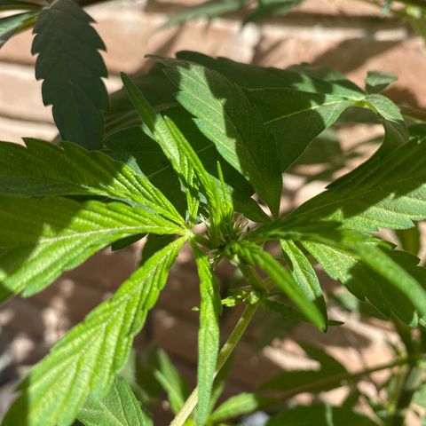 @trcgrower on instagram growlog timeline photo