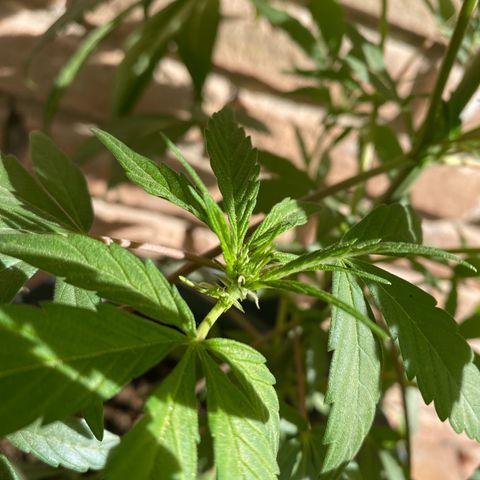 @trcgrower on instagram growlog timeline photo