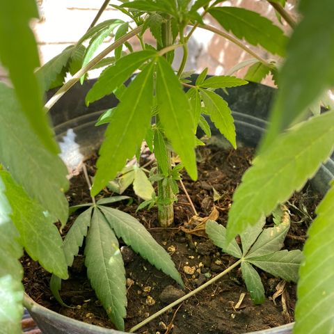 @trcgrower on instagram growlog timeline photo