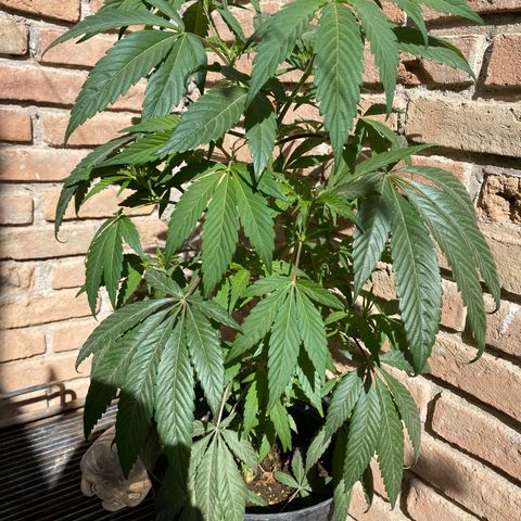 @trcgrower on instagram growlog timeline photo