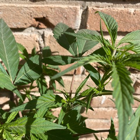 @trcgrower on instagram growlog timeline photo