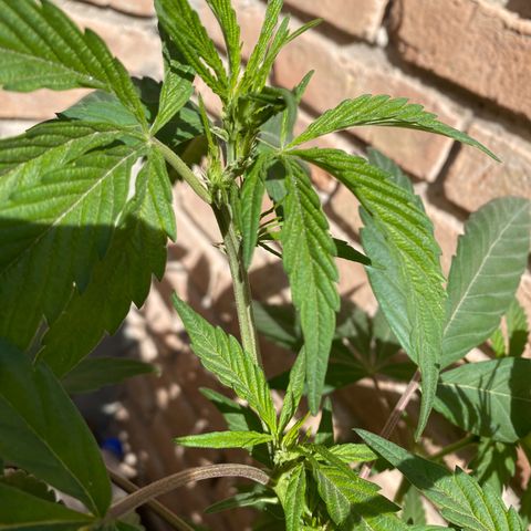 @trcgrower on instagram growlog timeline photo