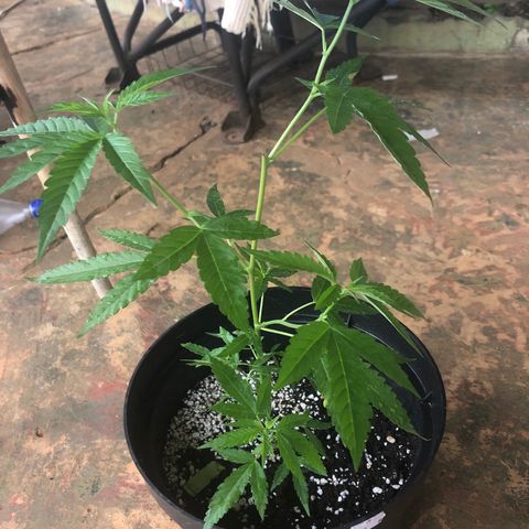 Jack 501 growlog timeline photo