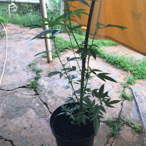 Jack 501 growlog timeline photo