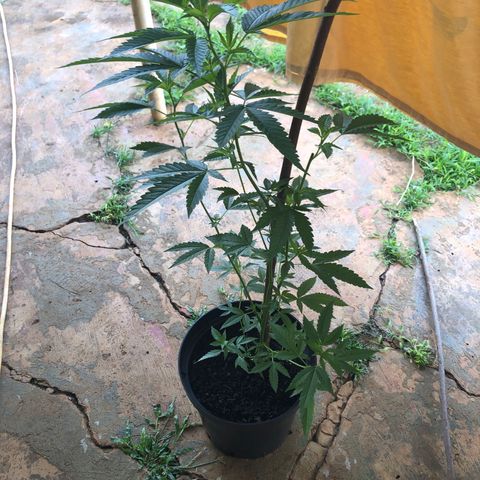 Jack 501 growlog timeline photo