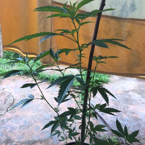 Jack 501 growlog timeline photo