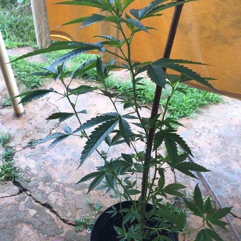 Jack 501 growlog timeline photo