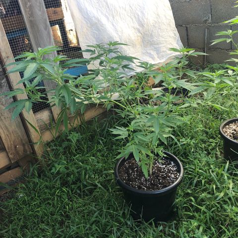 Jack 501 growlog timeline photo