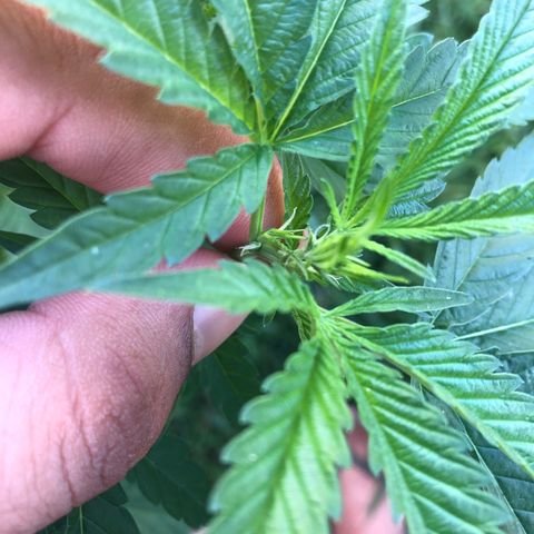 Jack 501 growlog timeline photo