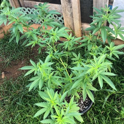 Jack 501 growlog timeline photo