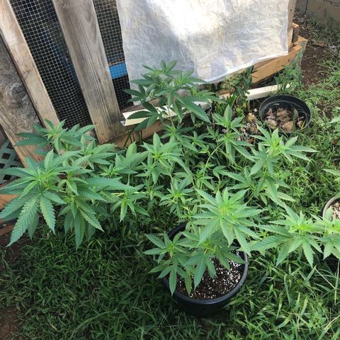 Jack 501 growlog timeline photo