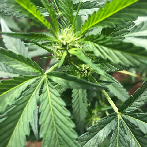 Jack 501 growlog timeline photo