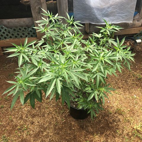 Jack 501 growlog timeline photo
