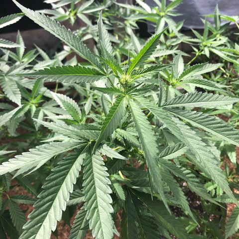 Jack 501 growlog timeline photo