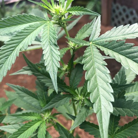 Jack 501 growlog timeline photo