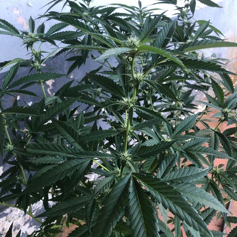 Jack 501 growlog timeline photo