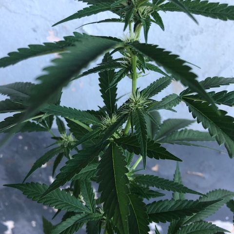 Jack 501 growlog timeline photo