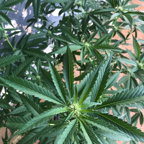 Jack 501 growlog timeline photo