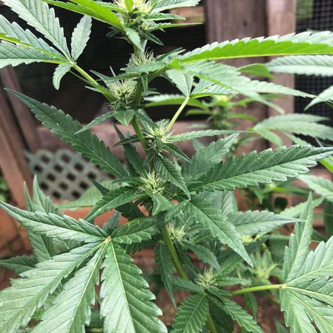 Jack 501 growlog timeline photo