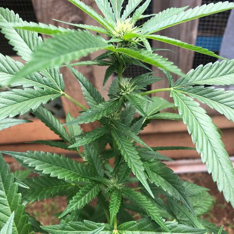 Jack 501 growlog timeline photo
