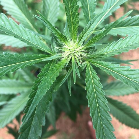 Jack 501 growlog timeline photo