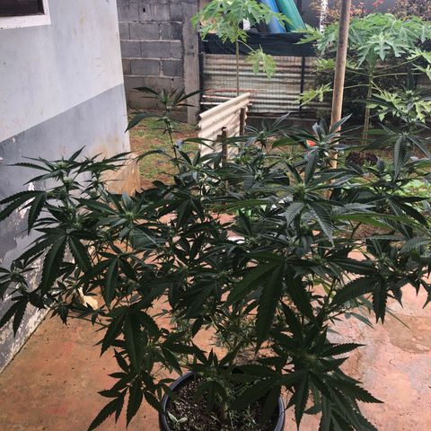 Jack 501 growlog timeline photo