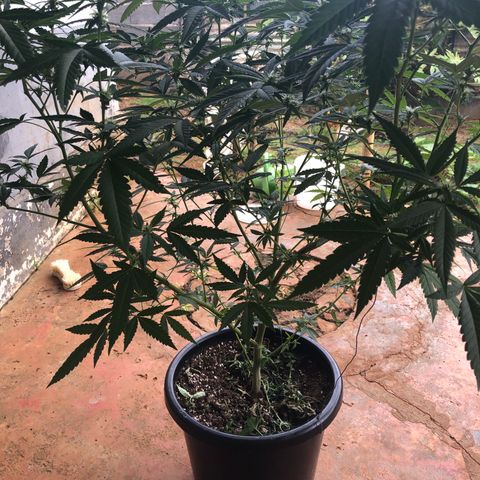 Jack 501 growlog timeline photo