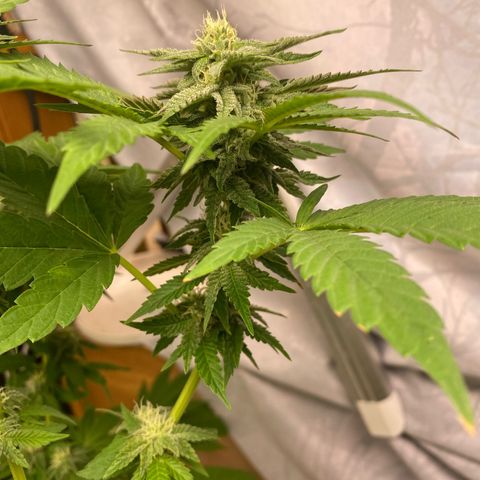 Gelato Regular growlog timeline photo